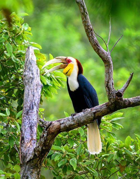 Cambodia Nature & Wildlife