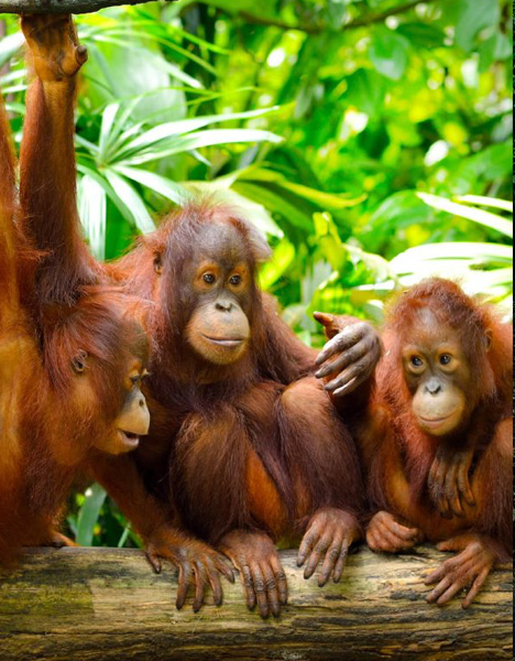 Malaysia Nature & Wildlife