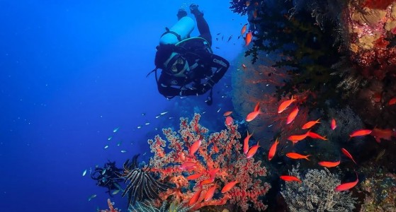 Ambon