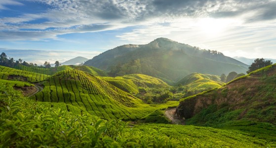 Cameron Highlands