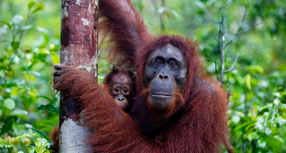 Kalimantan
