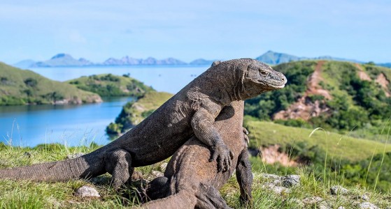 Komodo Island