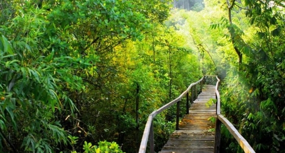 Nam Cat Tien National Park