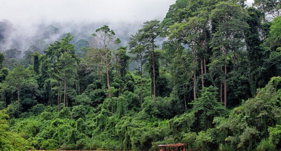 Taman Negara National Park