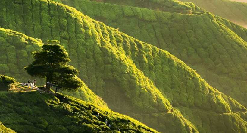 Cameron Highlands Adventure from Kuala Lumpur